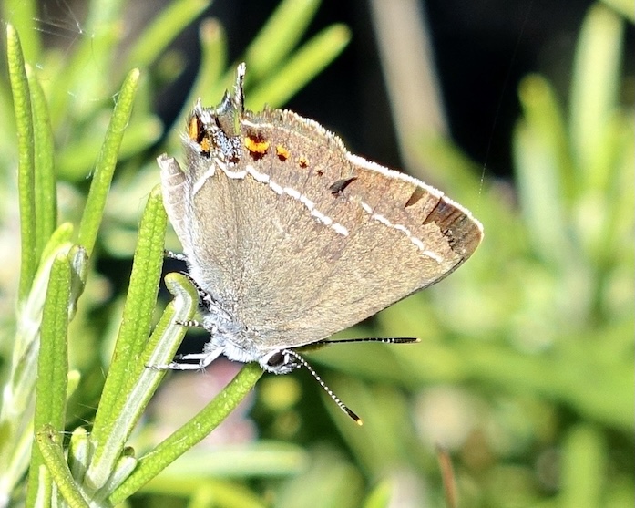blue-spot hairstreak